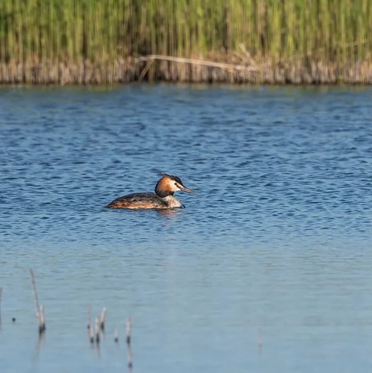 Bearded Reedling and Great Crested Grebe, Heilongjiang