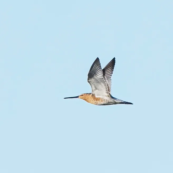Common Pheasant and Asian Dowitcher, Heilongjiang