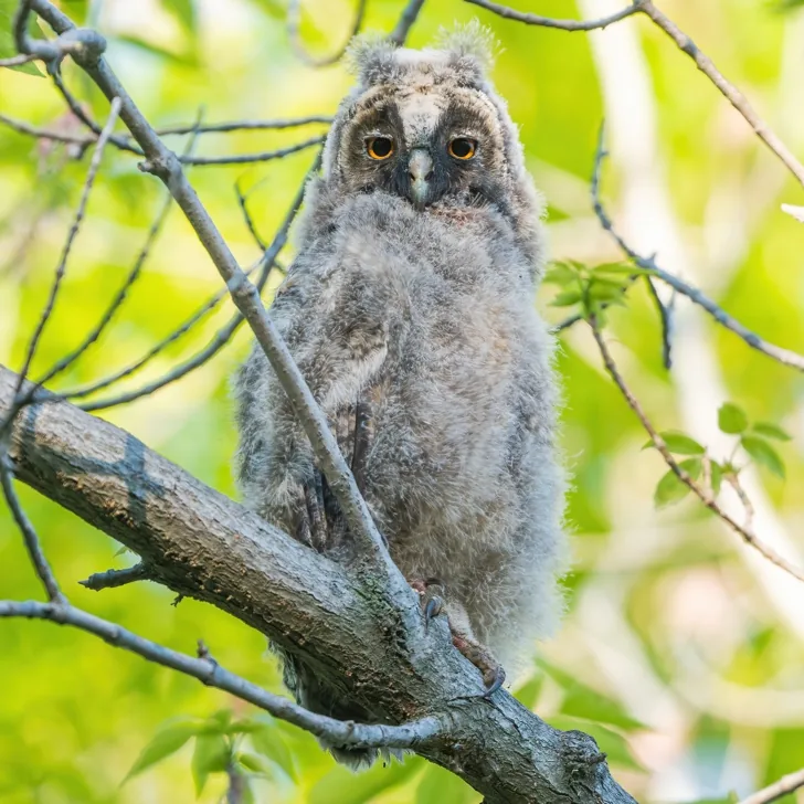 Long-eared Owl adult · photo: Rob Morris and juvenile, Heilongjiang
