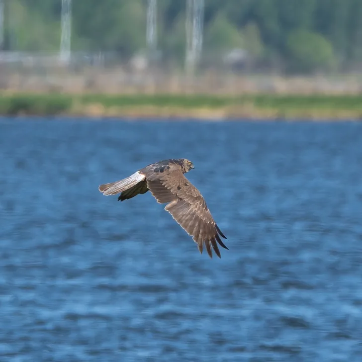 Mongolian Gull and Pied Harrier, Heilongjiang