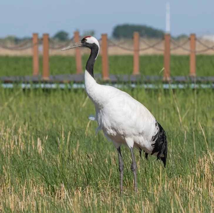 Amur Falcon · photo: Rob Morris and Red-crowned Crane, Heilongjiang