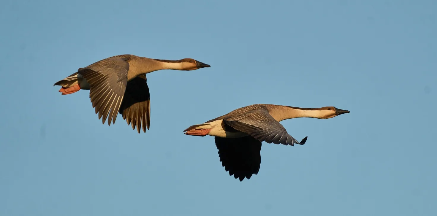 Swan Goose © Rob Morris, Heilongjiang