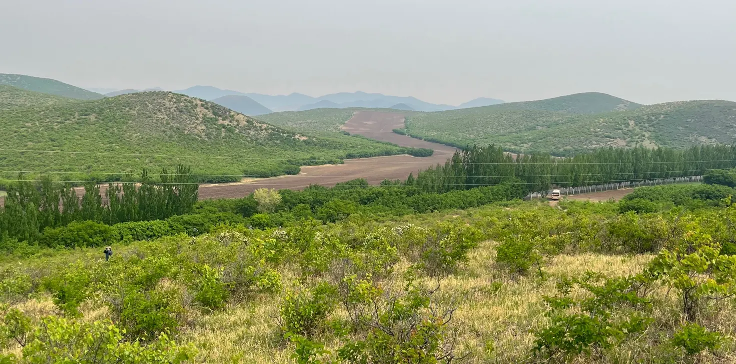 Jankowski’s Bunting habitat, Inner Mongolia