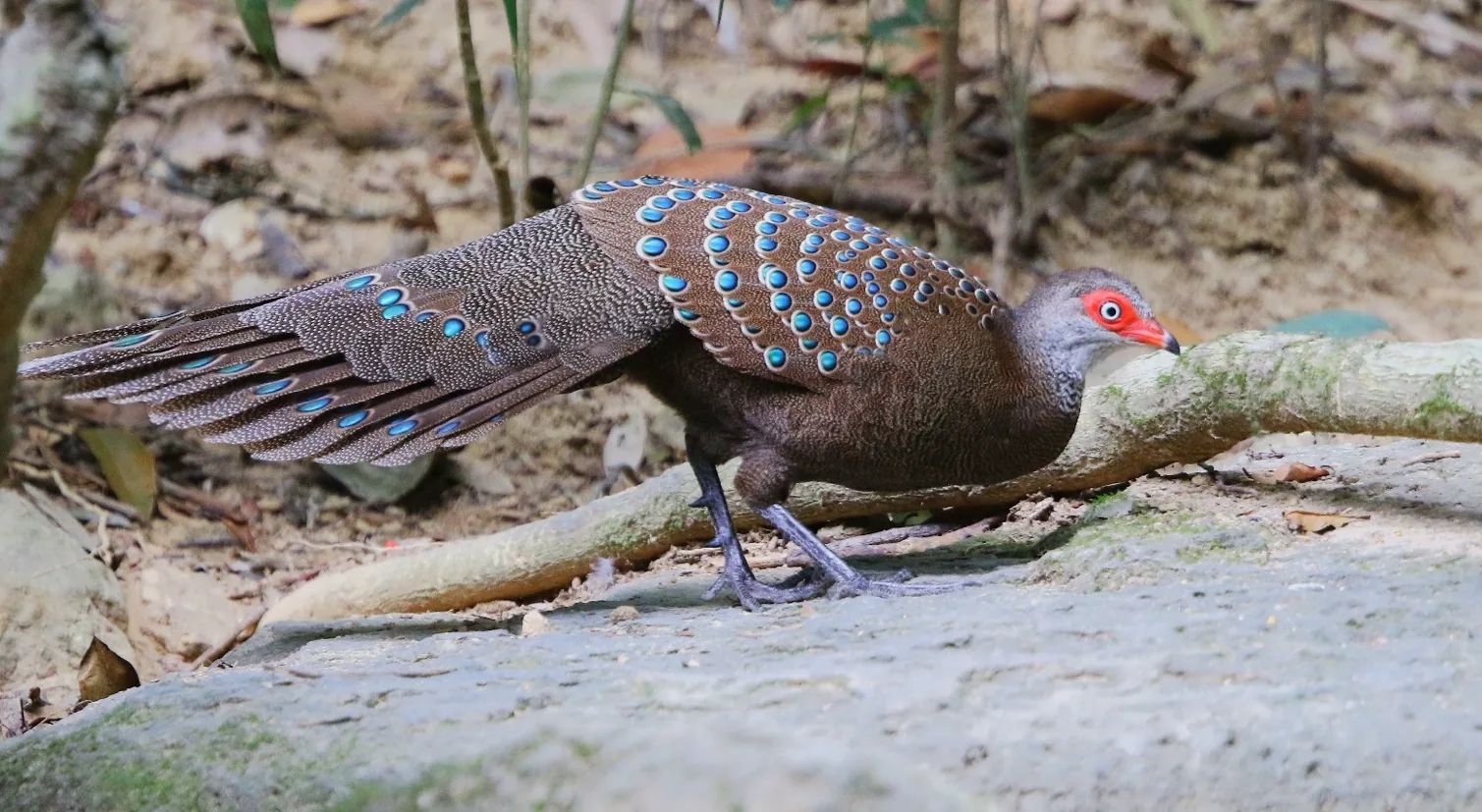 Hainan Peacock-Pheasant © Mike Nelson / Birdtour Asia
