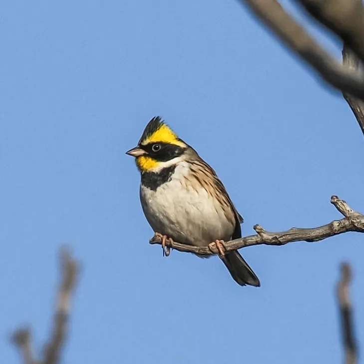 Brown Eared Pheasant · photo: Barbara Greatorex and Yellow-throated Bunting · photo: Mark Tasker