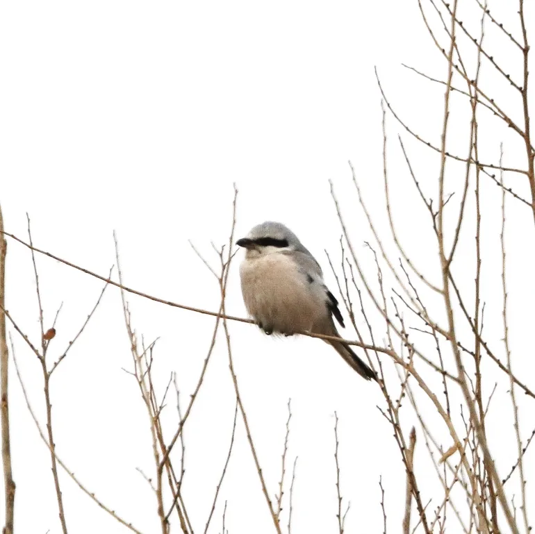 Reed Parrotbill and Chinese Grey Shrike
