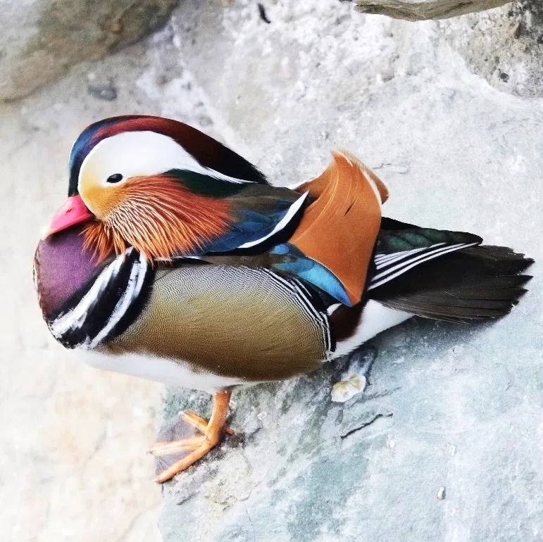 Japanese Waxwings and Mandarin Duck