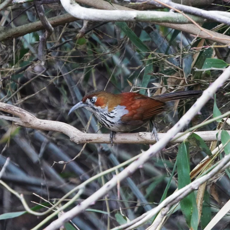 Scaly-sided Merganser and Grey-sided Laughingthrush