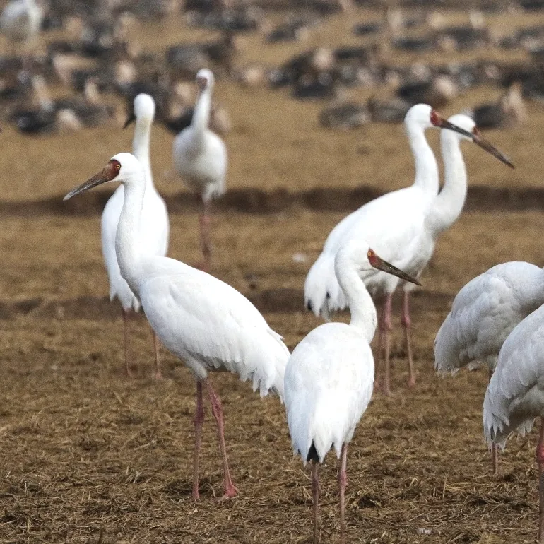 Taiga Bean Goose w/ Tundra Bean and Swan Goose and Siberian Crane
