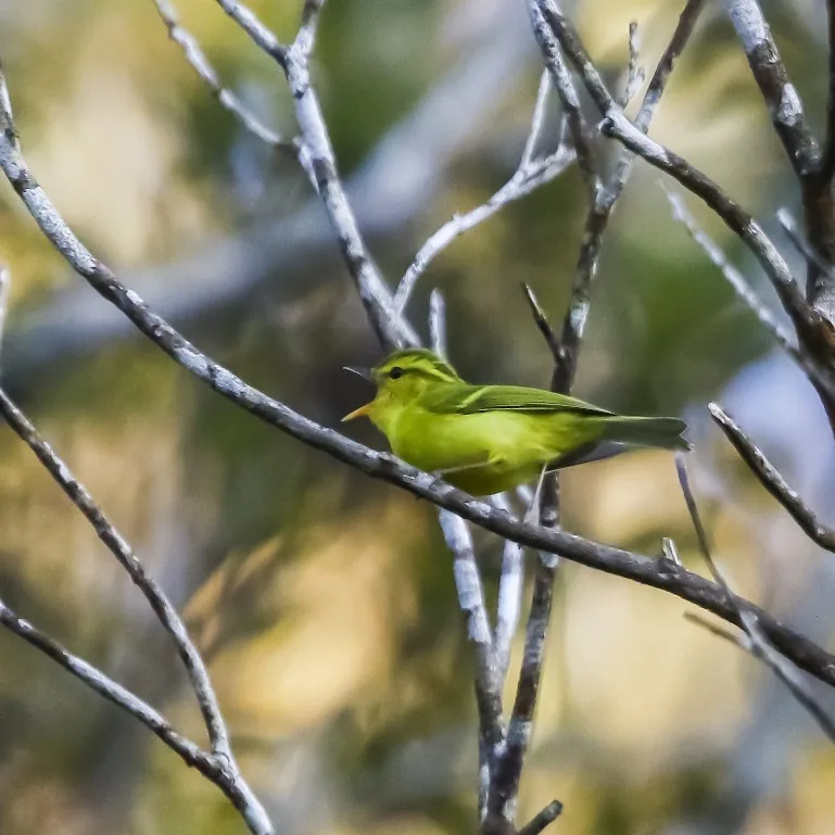 Hainan Partridge and Hainan Leaf Warbler