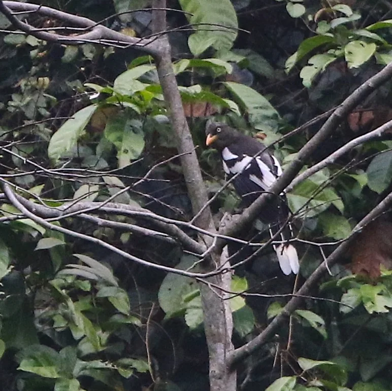 Indochinese Green Magpie and White-winged Magpie