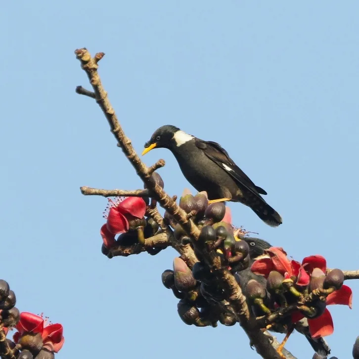 Spot-breasted Laughingthrush and Collared Myna