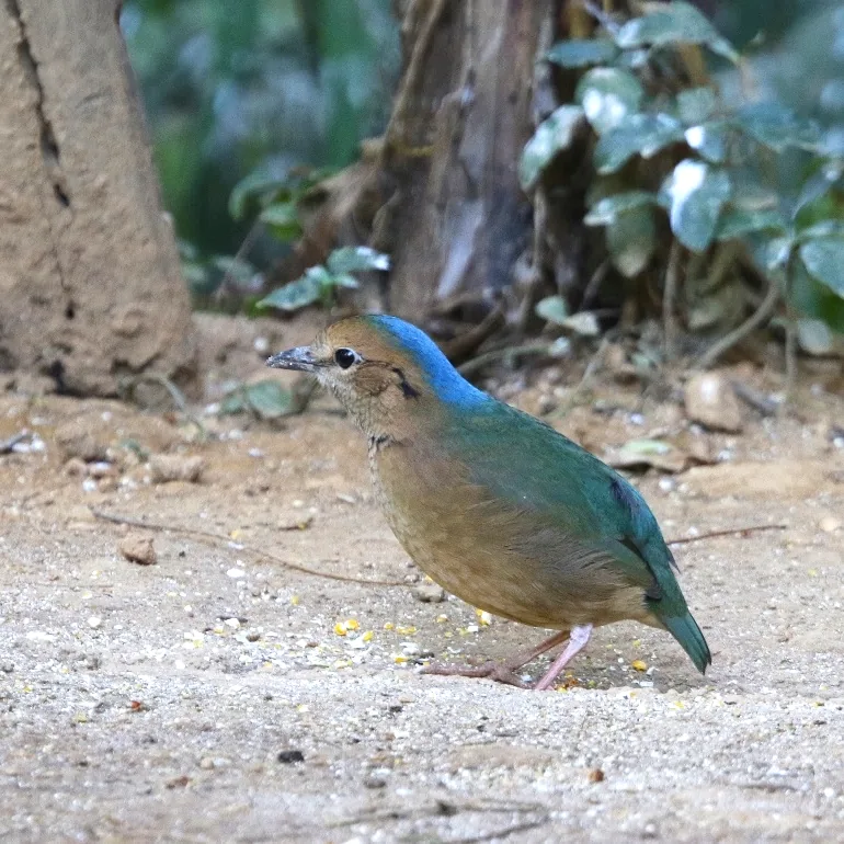 Streak-breasted Scimitar Babbler and Blue-naped Pitta