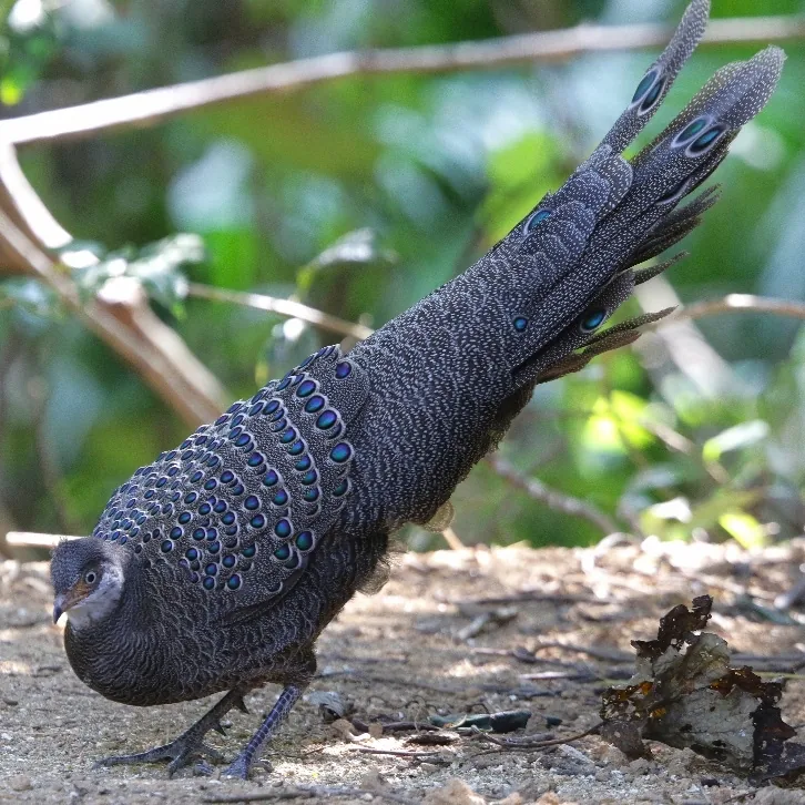 White-cheeked Partridge and Grey Peacock-Pheasant