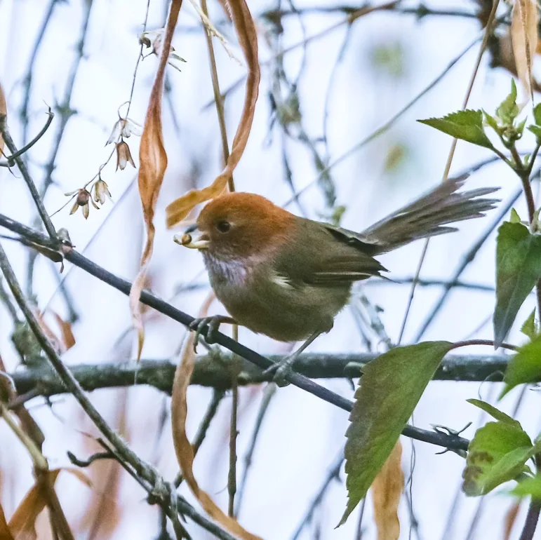 Naung Mung Wren-Babbler and Brown-winged Parrotbill