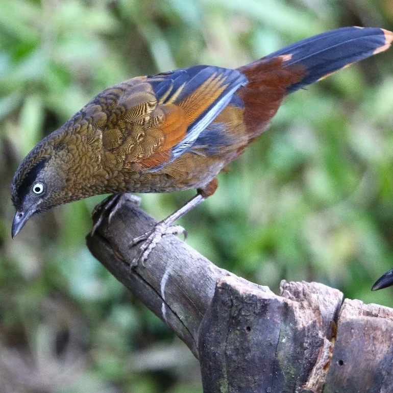 Red-tailed Laughingthrush and Blue-winged Laughingthrush
