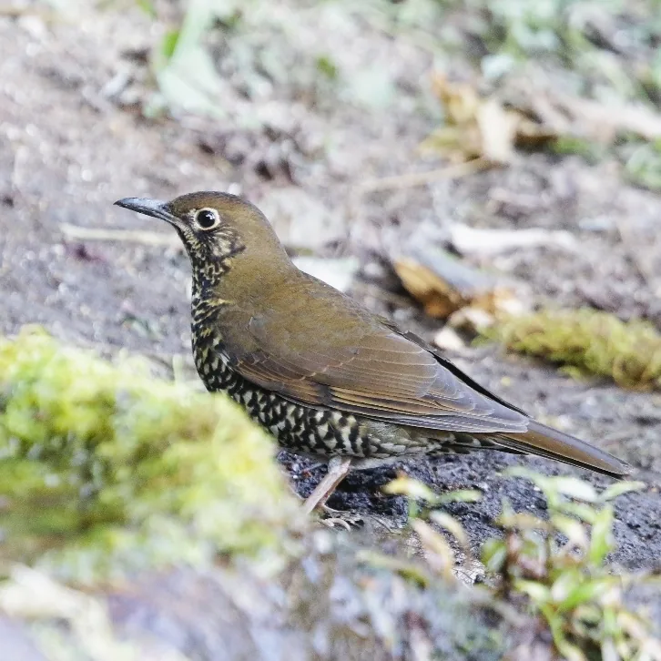 Cachar Wedge-billed Babbler and Himalayan Thrush