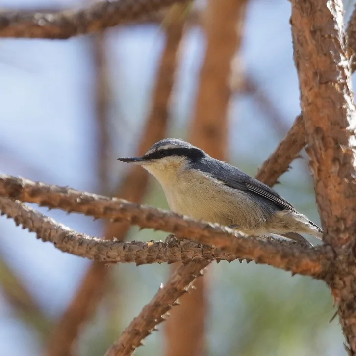 Rufous-tailed Babbler and Yunnan Nuthatch