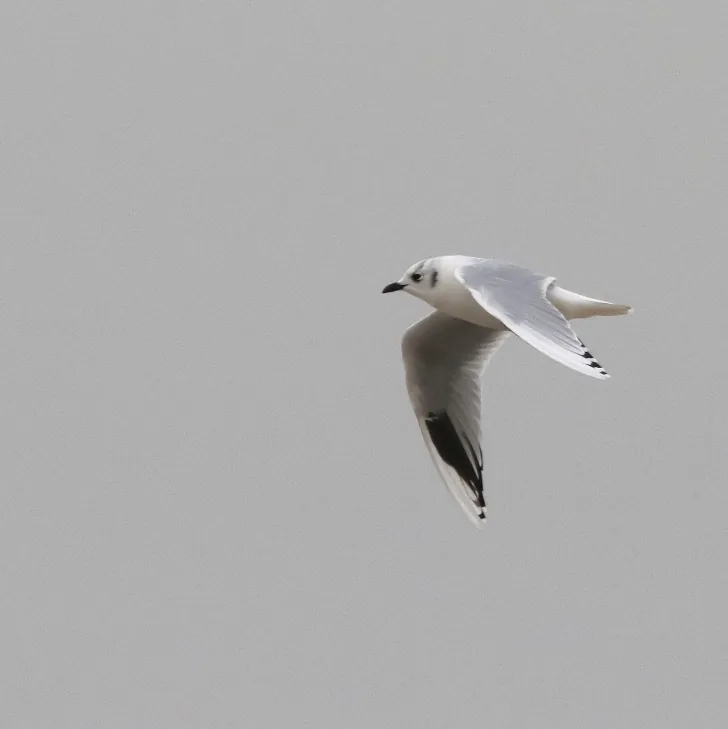 Chinese Penduline Tit and Saunders's Gull
