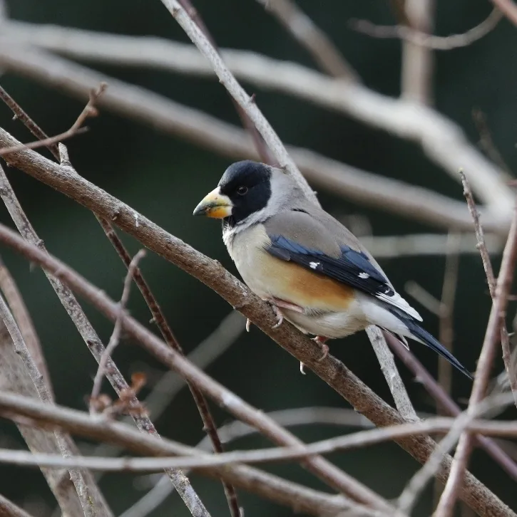 European Robin and Chinese Grosbeak