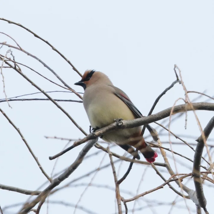 Common Kingfisher and Japanese Waxwing