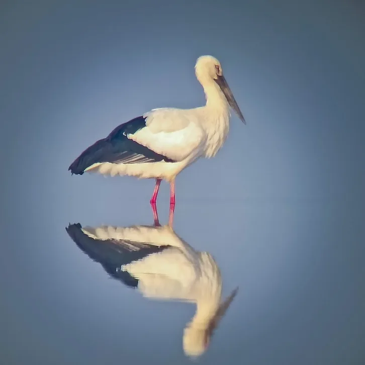 Tundra Swan and Oriental Stork