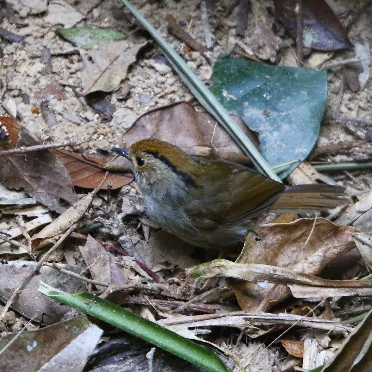 Bar-backed Partridge and Dusky Fulvetta