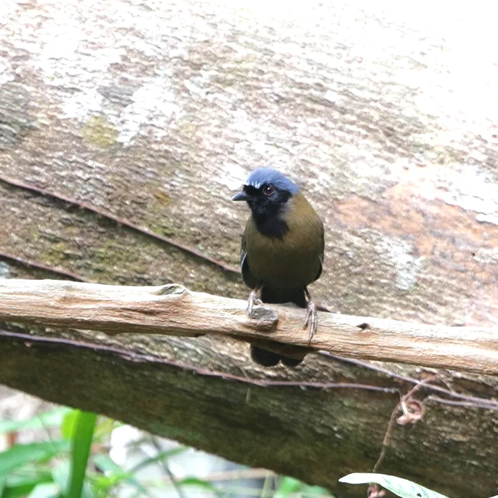 Rufous-cheeked Laughingthrush and Black-throated Laughingthrush