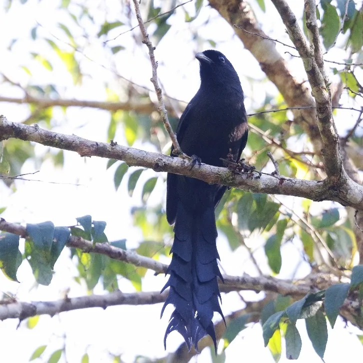 Hainan Partridge and Ratchet-tailed Treepie