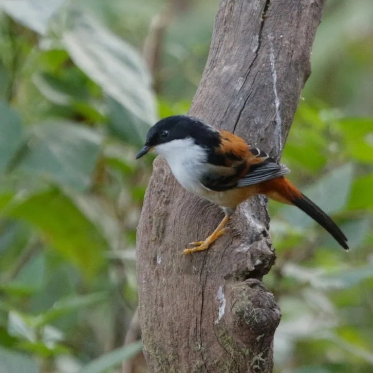 Spot-winged Grosbeak and Rufous-backed Sibia