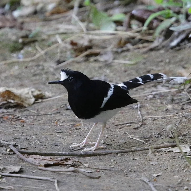 Collared Treepie and White-crowned Forktail
