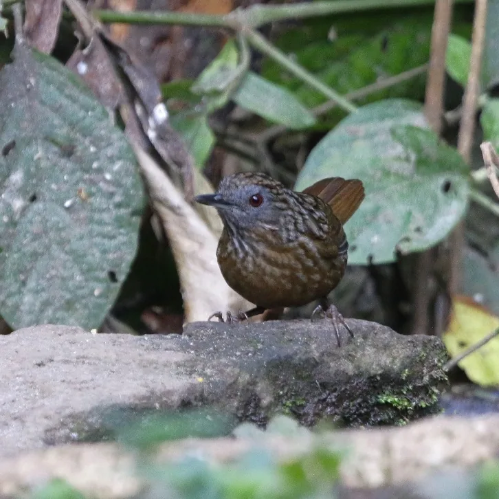 White-crested Laughingthrush and Streaked Wren-Babbler