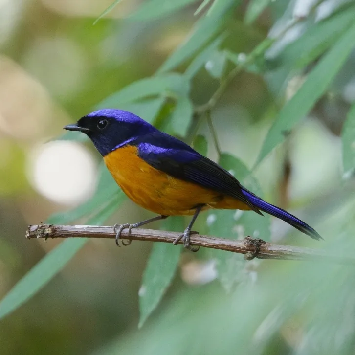Grey Treepie and Rufous-bellied Niltava