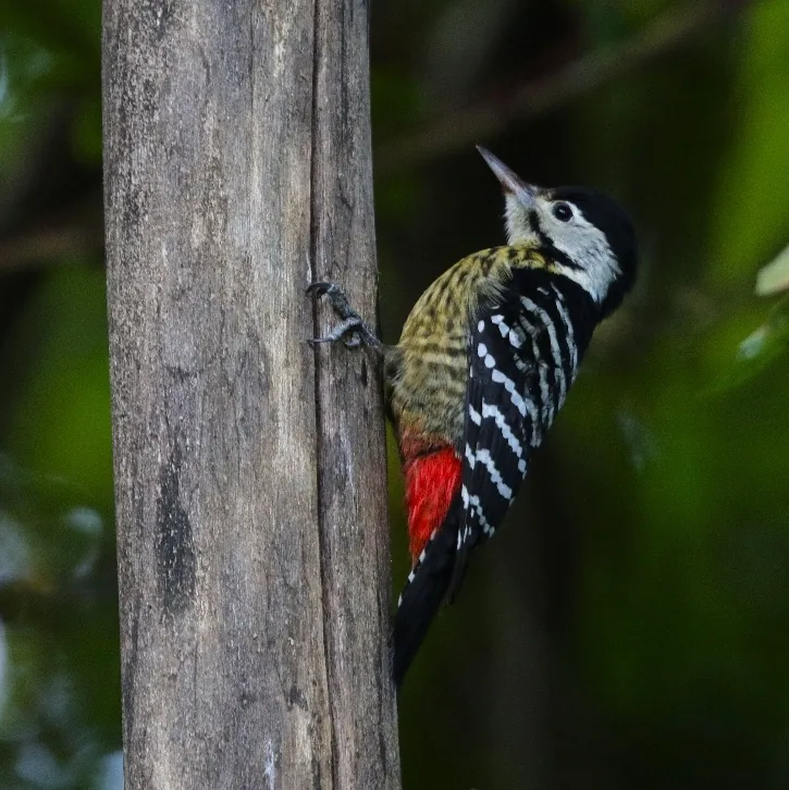 White-throated Bulbul and Stripe-breasted Woodpecker