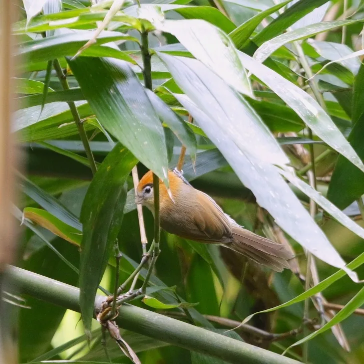 Davison's Leaf Warbler and Black-browed Parrotbill