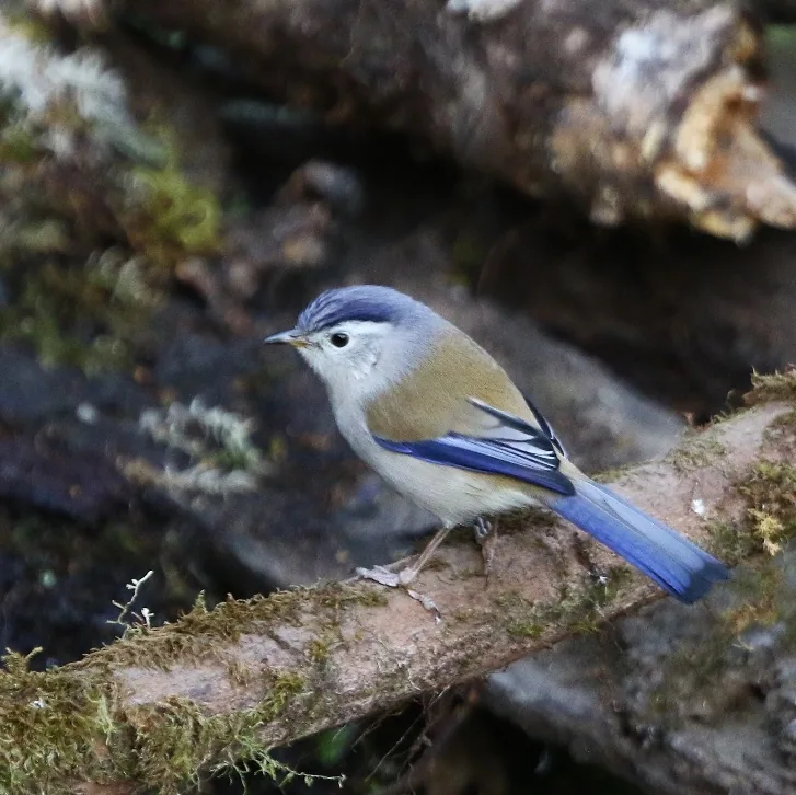 White-hooded Babbler and Blue-winged Minla