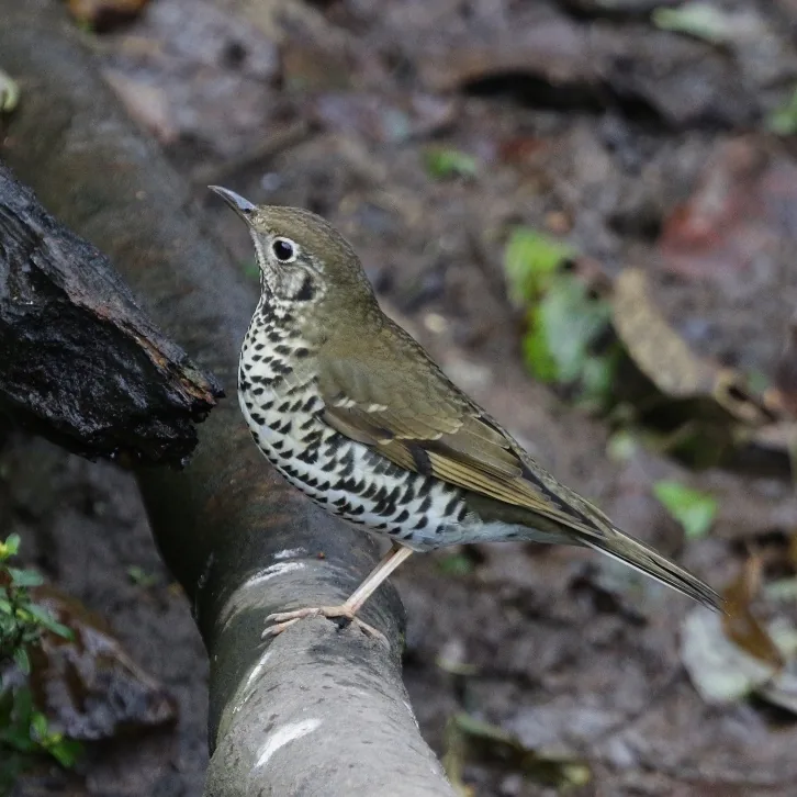 Scaly Laughingthrush and Long-tailed Thrush