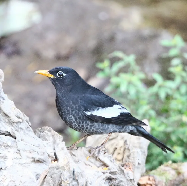 Scarlet-faced Liocichla and Grey-winged Blackbird