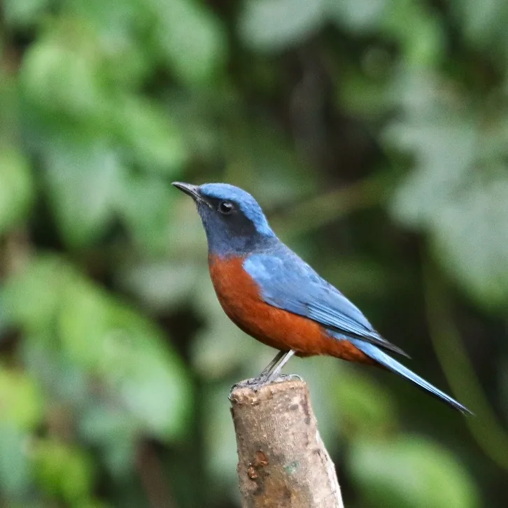 Rufous-throated Partridge with Red-cheeked Squirrel and Chestnut-bellied Rock Thrush