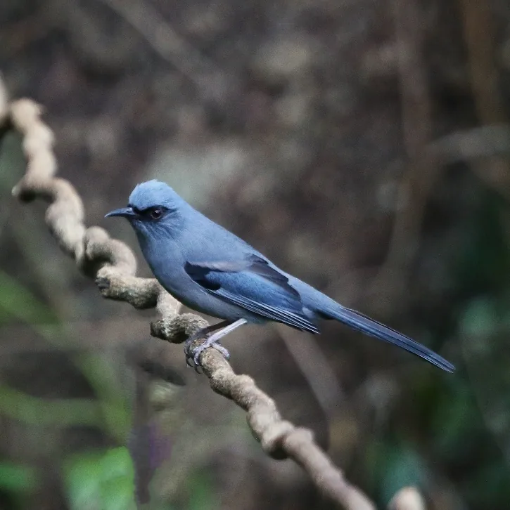 Himalayan Bluetail and Beautiful Sibia