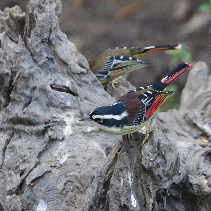 Blue-winged Laughingthrush and Red-tailed Minla