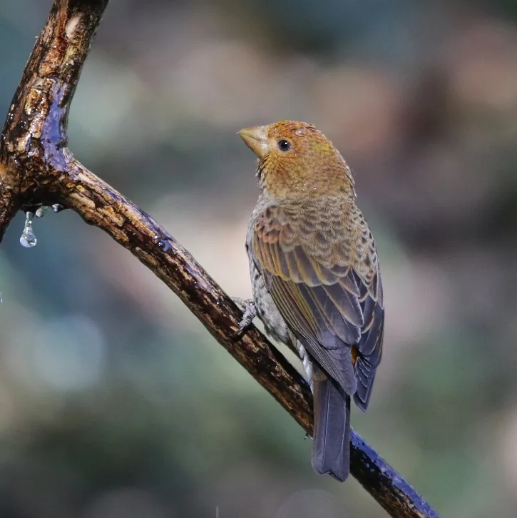 Black-streaked Scimitar Babbler and Scarlet Finch