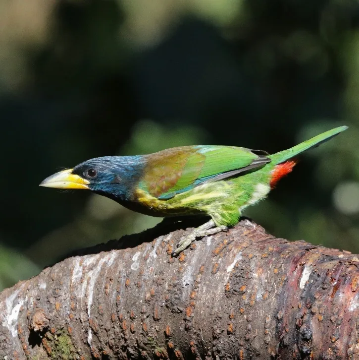 Black-breasted Thrush and Great Barbet