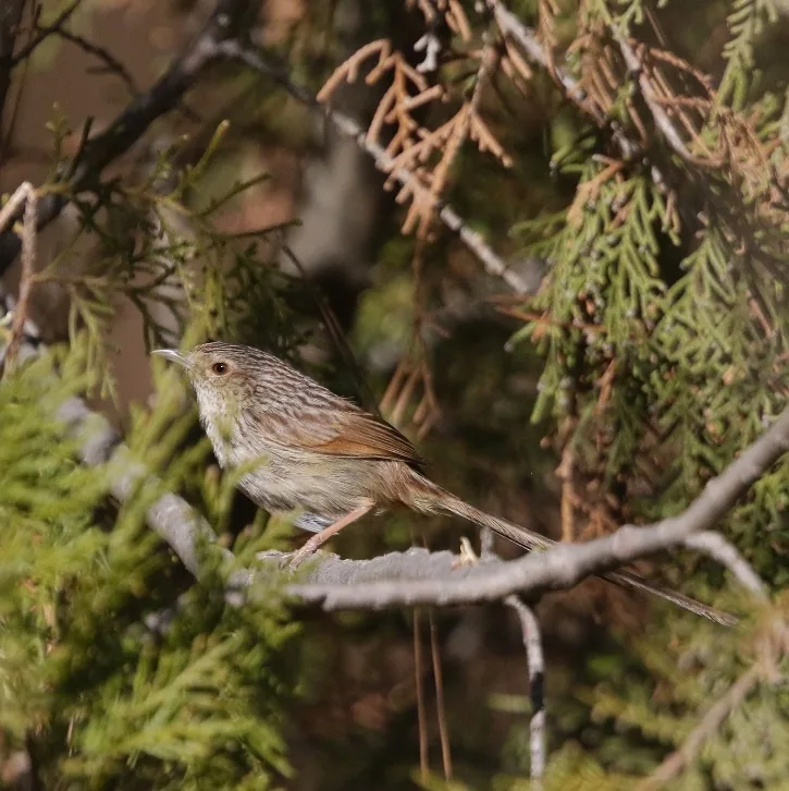 Black-browed Bushtit and Striped Prinia