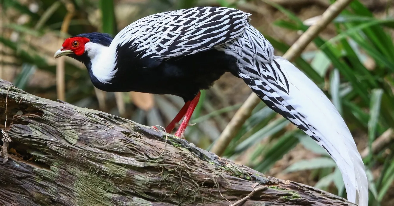 Silver Pheasant