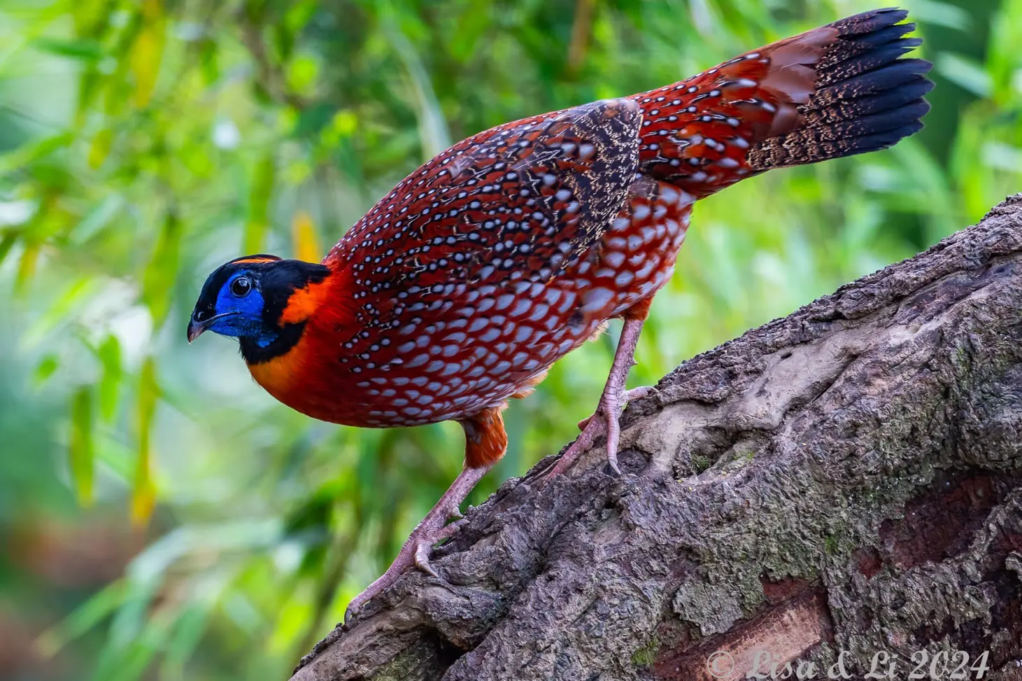 Sichuan Birding Tour Trip Report 2024
