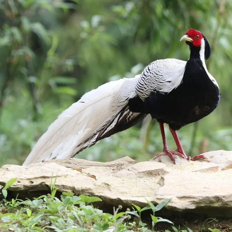 Temminck’s Tragopan and Silver Pheasant · photo: Mike Nelson