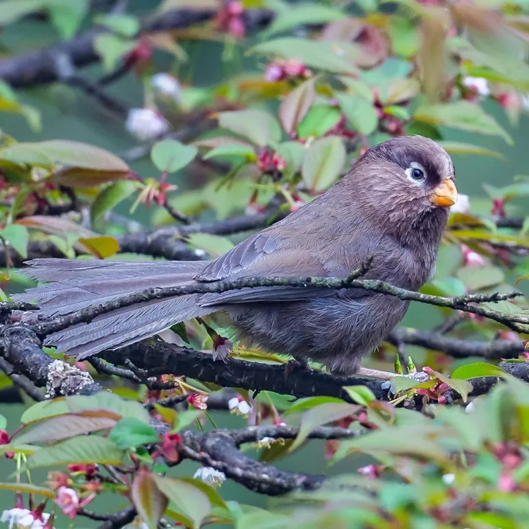 Spotted Grasshopper Warbler and Three-toed Parrotbill · photo: Li and Lisa Li