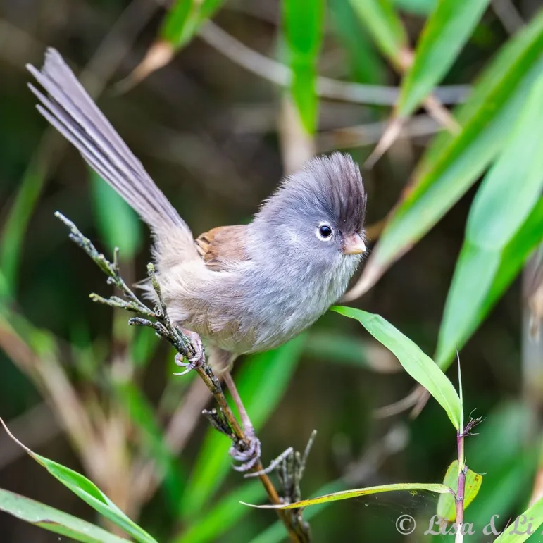 Fulvous Parrotbill · photo: Mike Nelson, and Grey-hooded Parrotbill · photo: Li and Lisa Li