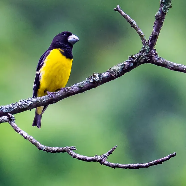 Firethroat and Spot-winged Grosbeak · photo: Li and Lisa Li